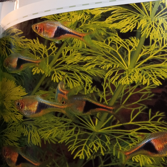 Aquarium Designs Inspired by Nature. Hardback - Picture 12 of 14